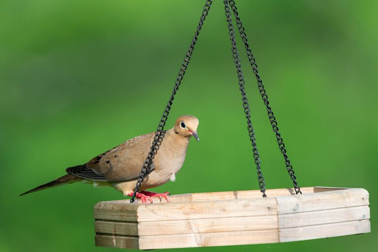 Beginner Tips for Backyard Birdwatching: A Simple Guide to Getting Started